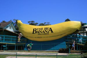 Photo of the big banana